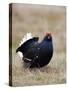 Black Grouse Displaying at Lek, Upper Teesdale, County Durham, England, UK-Toon Ann & Steve-Stretched Canvas