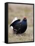 Black Grouse Displaying at Lek, Upper Teesdale, County Durham, England, UK-Toon Ann & Steve-Framed Stretched Canvas