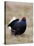 Black Grouse Displaying at Lek, Upper Teesdale, County Durham, England, UK-Toon Ann & Steve-Stretched Canvas
