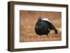 Black Grouse (Lyrurus Tetrix), Lekking, Cairngorms, Scotland, United Kingdom, Europe-Kevin Morgans-Framed Photographic Print