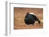 Black Grouse (Lyrurus Tetrix), Lekking, Cairngorms, Scotland, United Kingdom, Europe-Kevin Morgans-Framed Photographic Print