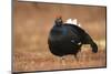 Black Grouse (Lyrurus Tetrix), Lekking, Cairngorms, Scotland, United Kingdom, Europe-Kevin Morgans-Mounted Photographic Print