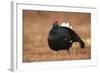 Black Grouse (Lyrurus Tetrix), Lekking, Cairngorms, Scotland, United Kingdom, Europe-Kevin Morgans-Framed Photographic Print