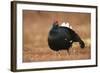 Black Grouse (Lyrurus Tetrix), Lekking, Cairngorms, Scotland, United Kingdom, Europe-Kevin Morgans-Framed Photographic Print