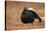 Black Grouse (Lyrurus Tetrix), Lekking, Cairngorms, Scotland, United Kingdom, Europe-Kevin Morgans-Stretched Canvas