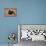 Black Grouse (Lyrurus Tetrix), Lekking, Cairngorms, Scotland, United Kingdom, Europe-Kevin Morgans-Photographic Print displayed on a wall