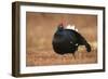 Black Grouse (Lyrurus Tetrix), Lekking, Cairngorms, Scotland, United Kingdom, Europe-Kevin Morgans-Framed Photographic Print