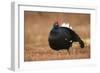 Black Grouse (Lyrurus Tetrix), Lekking, Cairngorms, Scotland, United Kingdom, Europe-Kevin Morgans-Framed Photographic Print