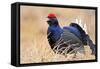 Black Grouse Male Displaying in Lek Calling-null-Framed Stretched Canvas