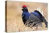 Black Grouse Male Displaying in Lek Calling-null-Stretched Canvas