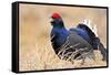 Black Grouse Male Displaying in Lek Calling-null-Framed Stretched Canvas