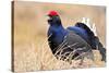 Black Grouse Male Displaying in Lek Calling-null-Stretched Canvas