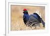 Black Grouse Male Displaying in Lek Calling-null-Framed Photographic Print