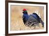 Black Grouse Male Displaying in Lek Calling-null-Framed Photographic Print