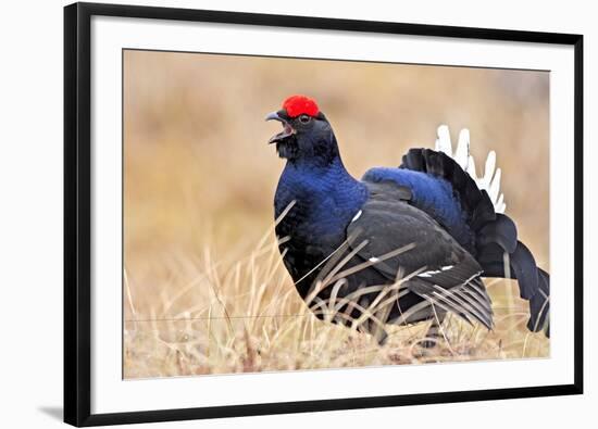 Black Grouse Male Displaying in Lek Calling-null-Framed Photographic Print