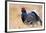 Black Grouse Male Displaying in Lek Calling-null-Framed Photographic Print