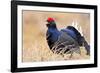 Black Grouse Male Displaying in Lek Calling-null-Framed Photographic Print