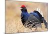 Black Grouse Male Displaying in Lek Calling-null-Mounted Photographic Print