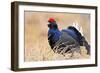 Black Grouse Male Displaying in Lek Calling-null-Framed Photographic Print