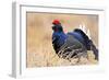 Black Grouse Male Displaying in Lek Calling-null-Framed Photographic Print