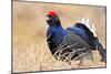 Black Grouse Male Displaying in Lek Calling-null-Mounted Photographic Print