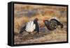 Black Grouse Males Displaying in Lek-null-Framed Stretched Canvas