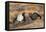 Black Grouse Males Displaying in Lek-null-Framed Stretched Canvas