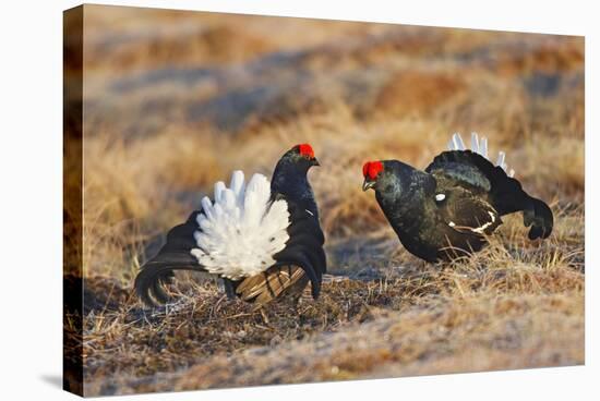 Black Grouse Males Displaying in Lek-null-Stretched Canvas