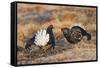 Black Grouse Males Displaying in Lek-null-Framed Stretched Canvas