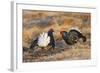 Black Grouse Males Displaying in Lek-null-Framed Photographic Print