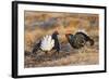 Black Grouse Males Displaying in Lek-null-Framed Photographic Print