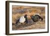 Black Grouse Males Displaying in Lek-null-Framed Photographic Print