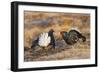 Black Grouse Males Displaying in Lek-null-Framed Photographic Print