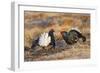 Black Grouse Males Displaying in Lek-null-Framed Photographic Print