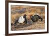 Black Grouse Males Displaying in Lek-null-Framed Photographic Print