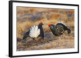 Black Grouse Males Displaying in Lek-null-Framed Photographic Print