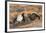 Black Grouse Males Displaying in Lek-null-Framed Photographic Print