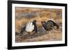 Black Grouse Males Displaying in Lek-null-Framed Photographic Print