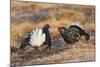 Black Grouse Males Displaying in Lek-null-Mounted Photographic Print