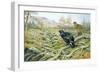 Black Grouse on a Moor-Carl Donner-Framed Giclee Print