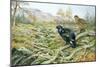 Black Grouse on a Moor-Carl Donner-Mounted Giclee Print