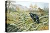 Black Grouse on a Moor-Carl Donner-Stretched Canvas