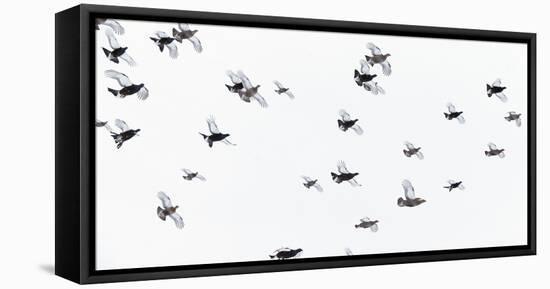 Black Grouse (Tetrao - Lyrurus Tetrix) Flock Flying in Snow, Suomussalmi, Finland, January-Markus Varesvuo-Framed Stretched Canvas