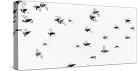 Black Grouse (Tetrao - Lyrurus Tetrix) Flock Flying in Snow, Suomussalmi, Finland, January-Markus Varesvuo-Stretched Canvas