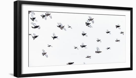 Black Grouse (Tetrao - Lyrurus Tetrix) Flock Flying in Snow, Suomussalmi, Finland, January-Markus Varesvuo-Framed Photographic Print