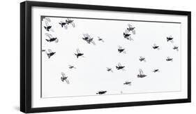 Black Grouse (Tetrao - Lyrurus Tetrix) Flock Flying in Snow, Suomussalmi, Finland, January-Markus Varesvuo-Framed Photographic Print