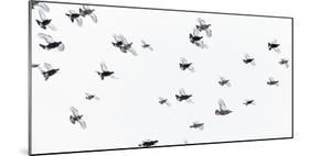 Black Grouse (Tetrao - Lyrurus Tetrix) Flock Flying in Snow, Suomussalmi, Finland, January-Markus Varesvuo-Mounted Photographic Print