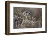 Black Grouse (Tetrao Tetrix) Female Amongst Heather, Creag Megaidh Nnr, Highlands, Scotland, UK-Mark Hamblin-Framed Photographic Print