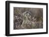 Black Grouse (Tetrao Tetrix) Female Amongst Heather, Creag Megaidh Nnr, Highlands, Scotland, UK-Mark Hamblin-Framed Photographic Print