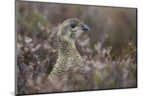 Black Grouse (Tetrao Tetrix) Female Amongst Heather, Creag Megaidh Nnr, Highlands, Scotland, UK-Mark Hamblin-Mounted Photographic Print